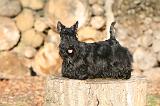 SCOTTISH TERRIER 131